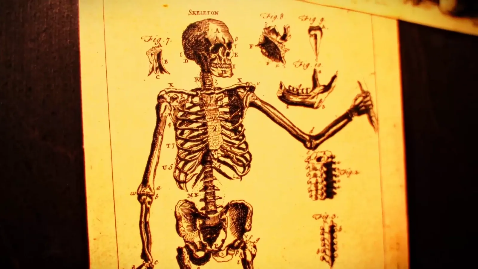 A skeleton anatomy chart lit gold in the Frankenstein Resurrection laboratory
